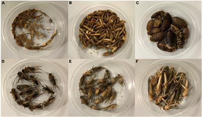 Folate contents in insects as promising food components quantified by stable isotope dilution